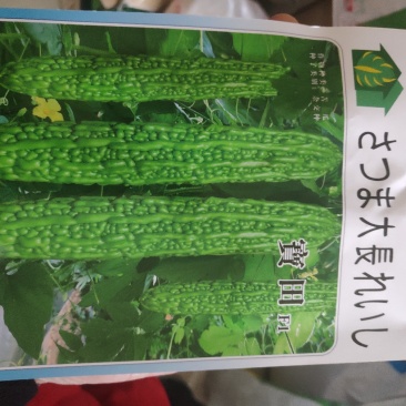 宝田苦瓜种子早熟耐寒耐热性好