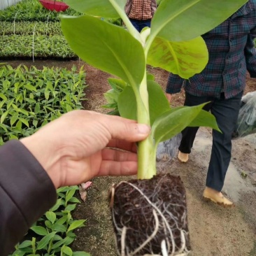 香蕉苗泰国白锦香蕉苗红香蕉苗粉蕉苗中蕉9号苗皇帝蕉苗