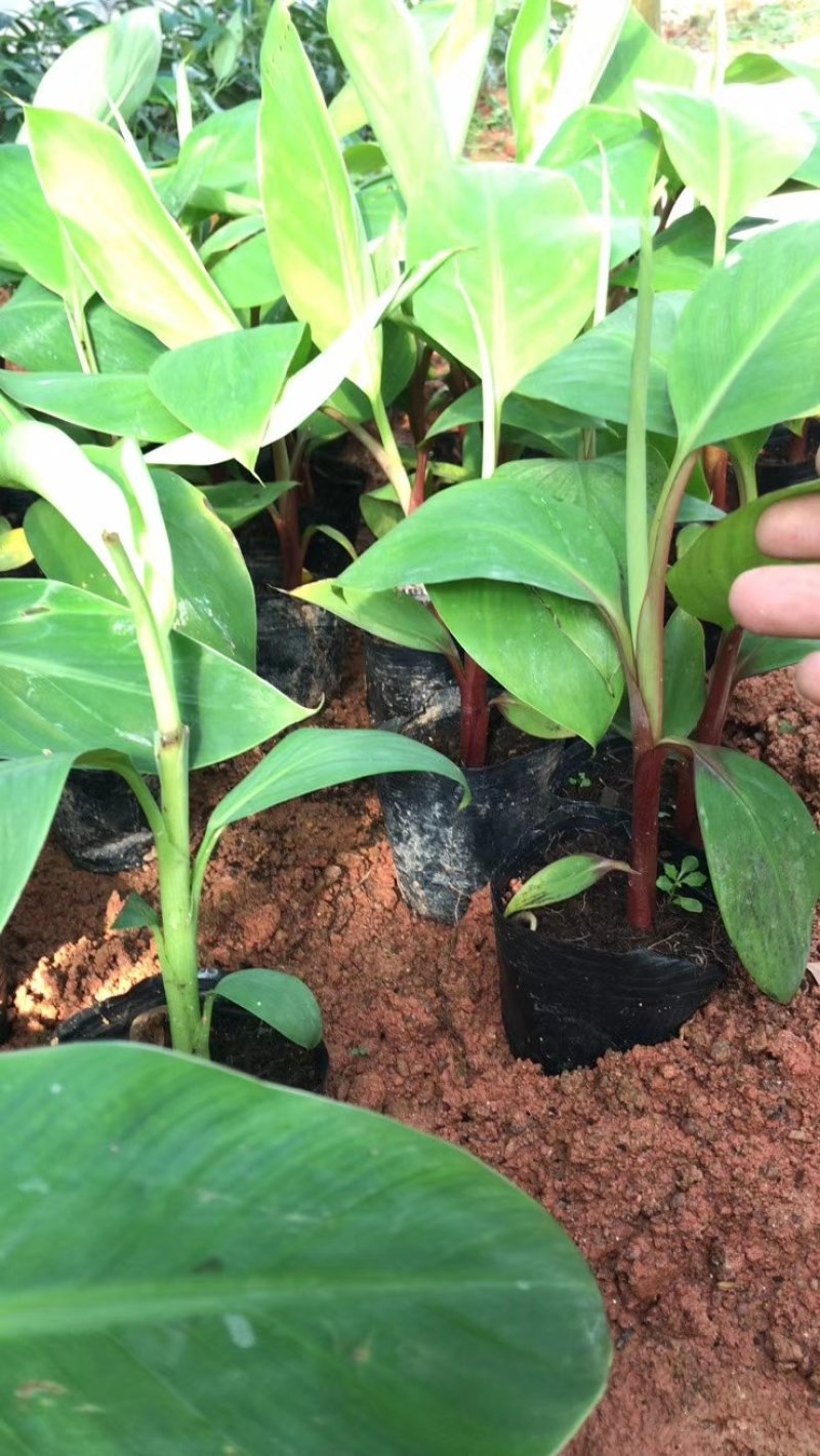 香蕉苗泰国白锦香蕉苗红香蕉苗粉蕉苗中蕉9号苗皇帝蕉苗