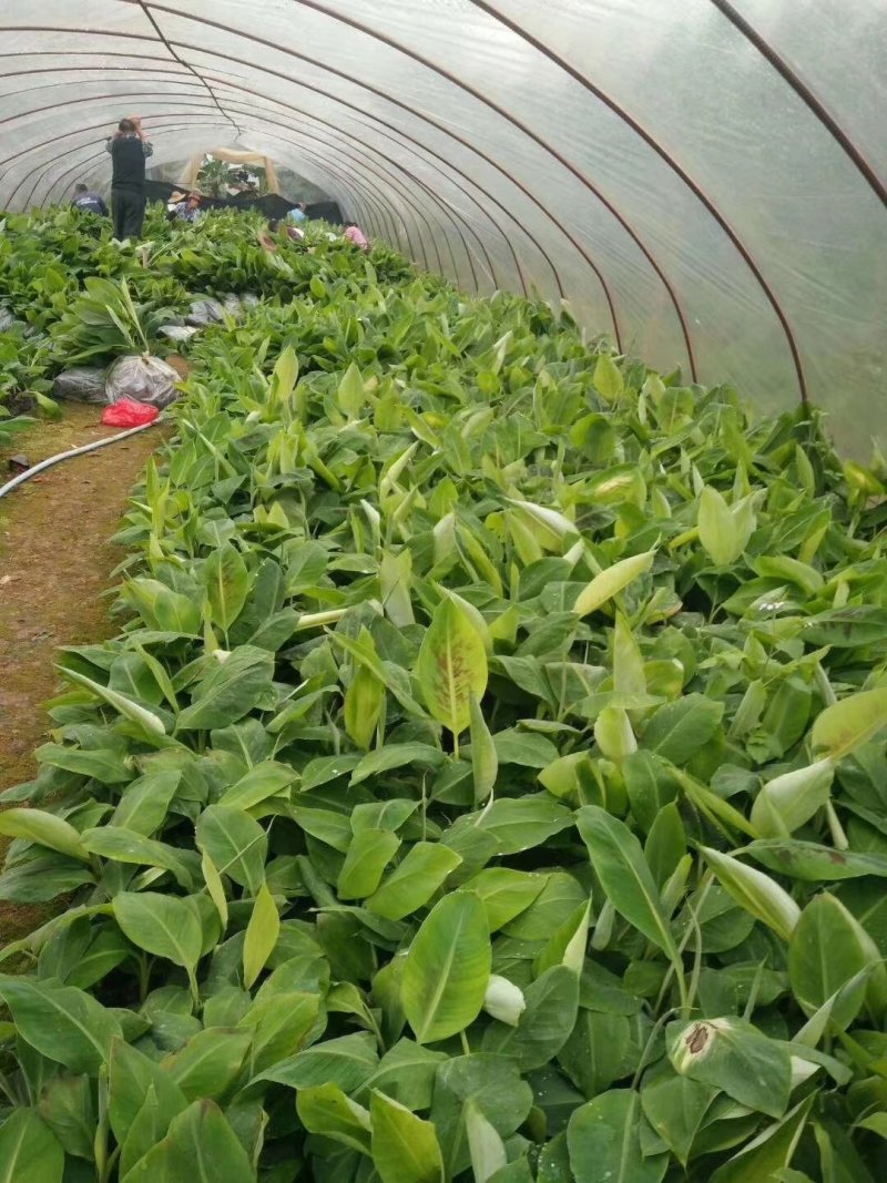 香蕉苗泰国白锦香蕉苗红香蕉苗粉蕉苗中蕉9号苗皇帝蕉苗