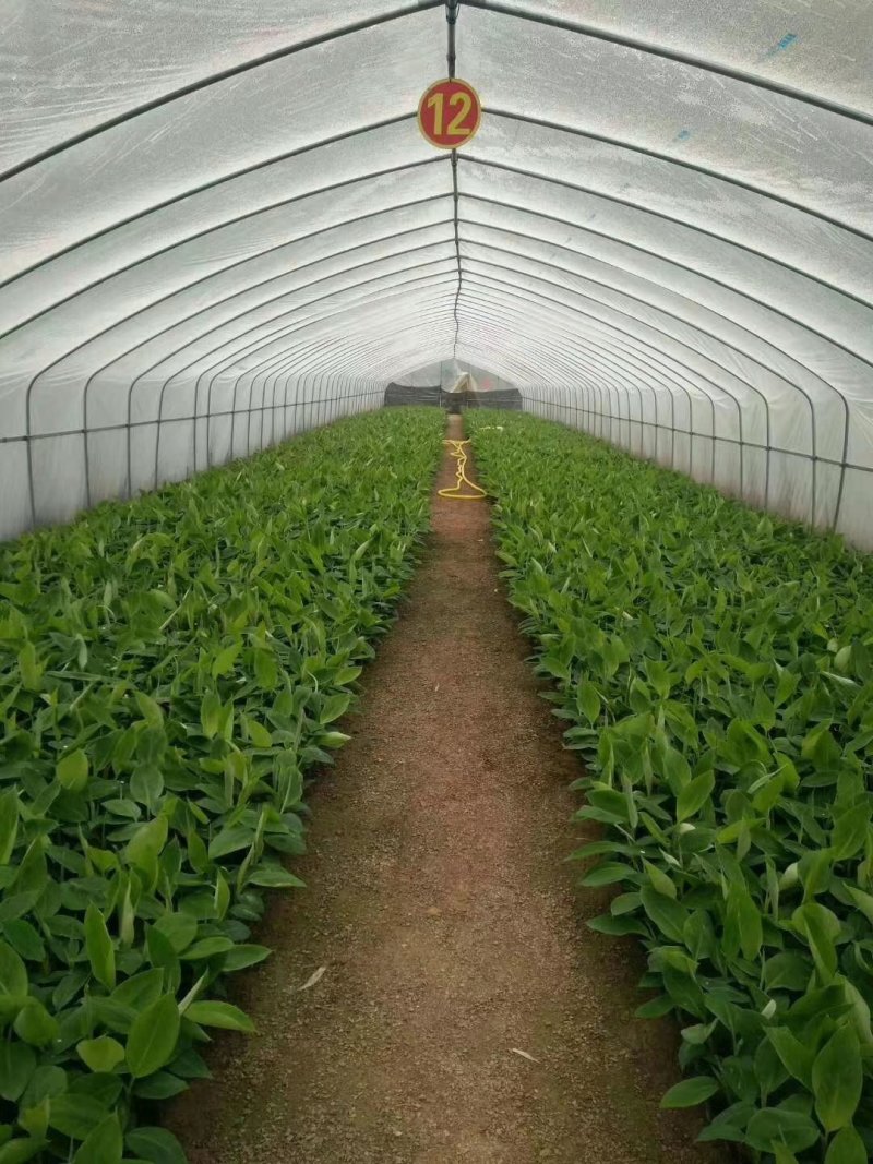 香蕉苗泰国白锦香蕉苗红香蕉苗粉蕉苗中蕉9号苗皇帝蕉苗