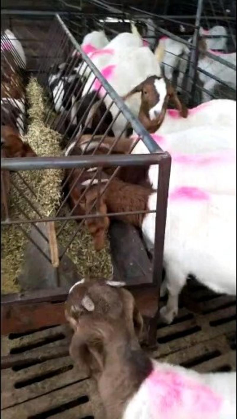小尾寒羊【全国专车免费送货】山东肉羊自家基地视频看货
