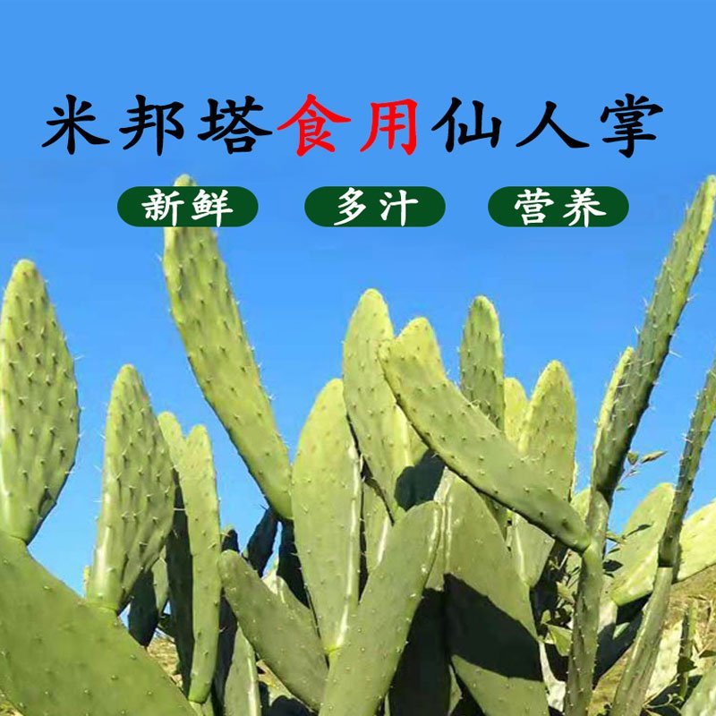仙人掌叶片仙人掌扦插苗仙人掌嫁接苗