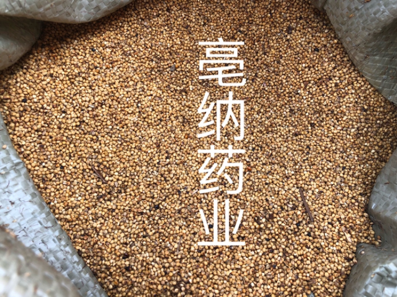 炒谷芽中药材优质炒谷芽1⃣️公斤起批
