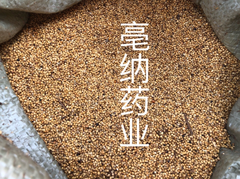 炒谷芽中药材优质炒谷芽1⃣️公斤起批