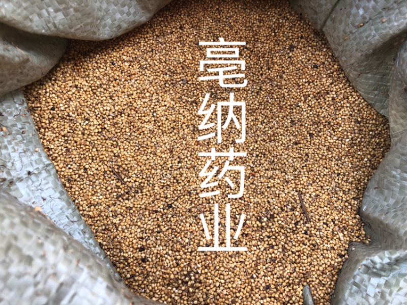 炒谷芽中药材优质炒谷芽1⃣️公斤起批