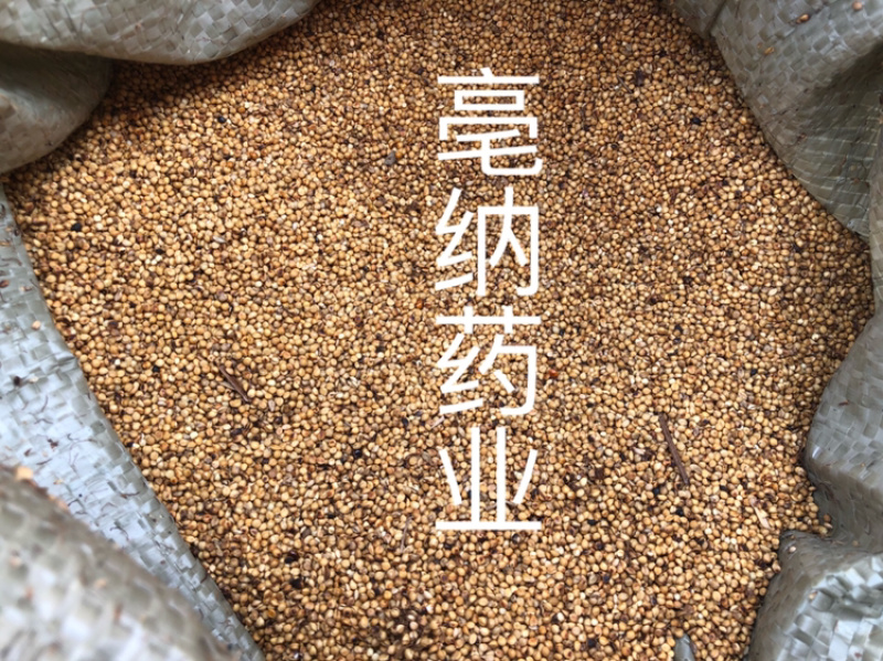 炒谷芽中药材优质炒谷芽1⃣️公斤起批
