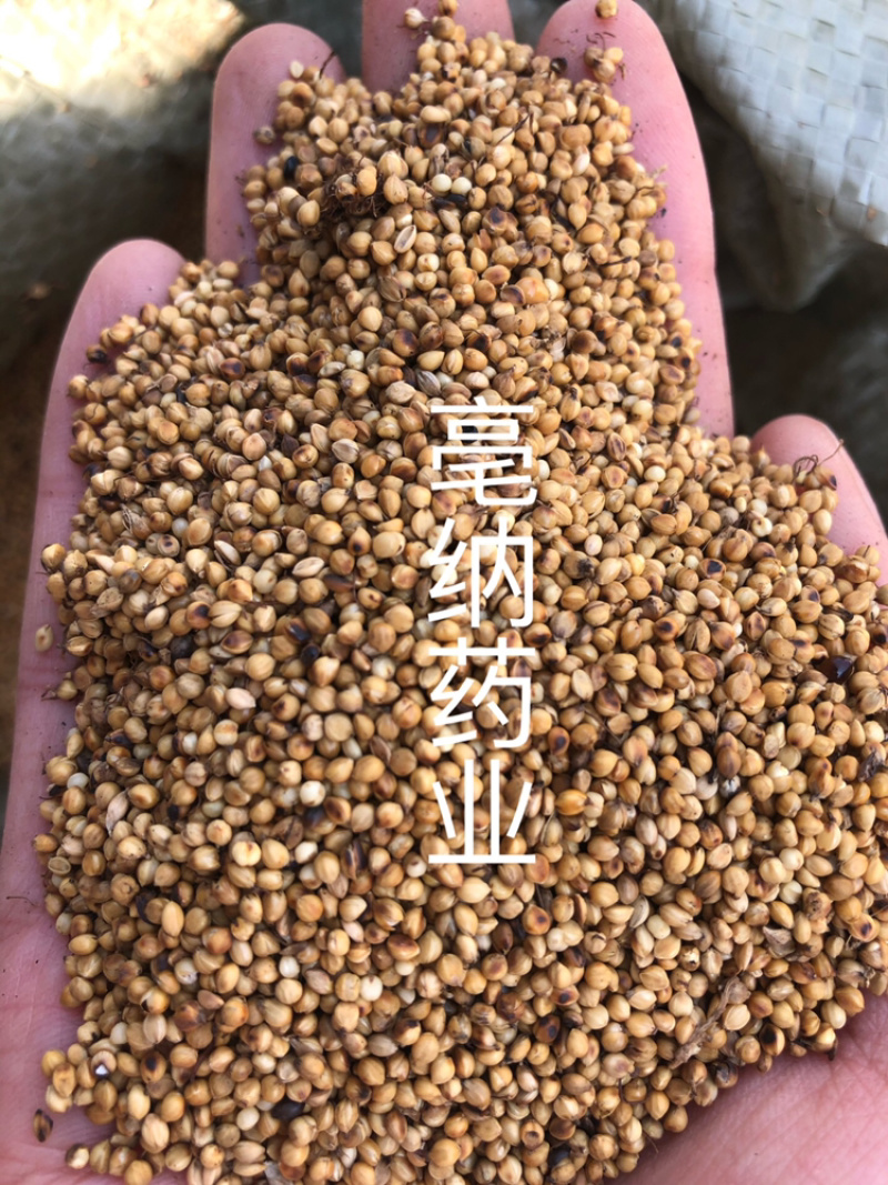 炒谷芽中药材优质炒谷芽1⃣️公斤起批