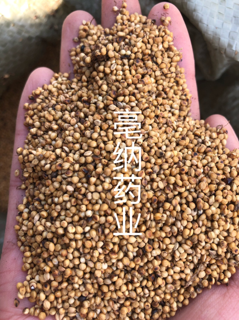 炒谷芽中药材优质炒谷芽1⃣️公斤起批