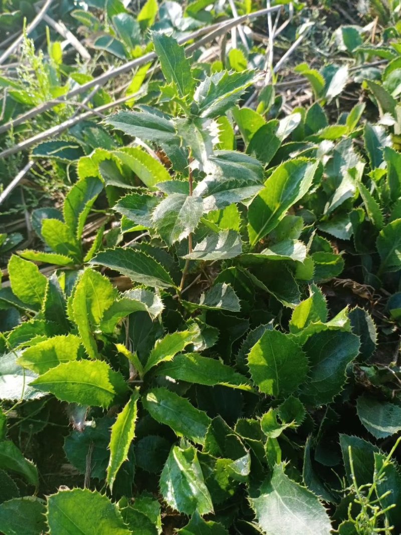 关苍术种苗北苍术种苗品种纯正药典品种