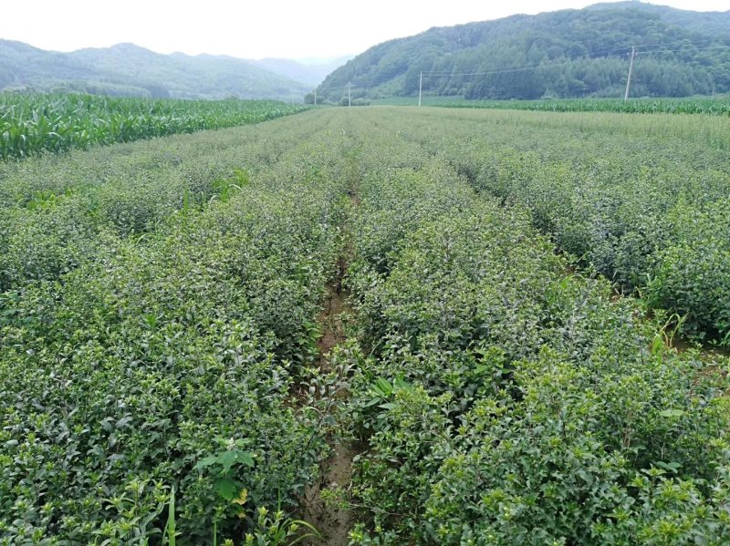 关苍术种苗北苍术种苗品种纯正药典品种