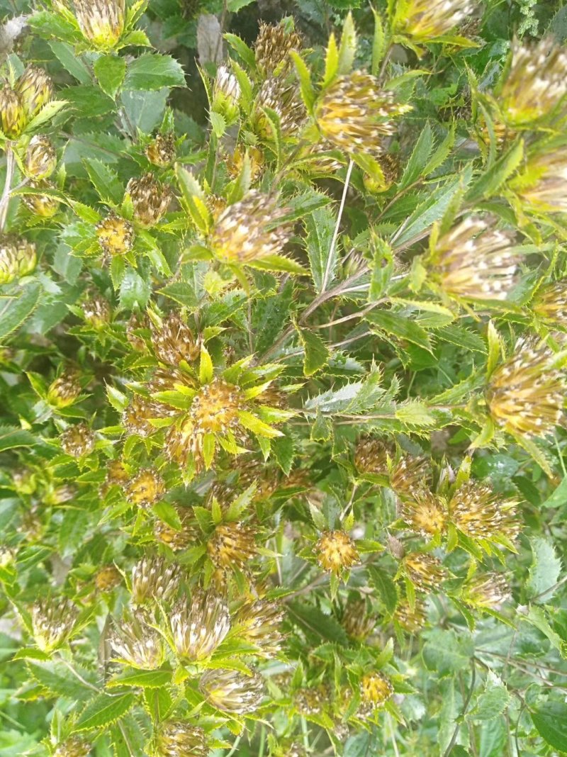 关苍术种苗北苍术种苗品种纯正药典品种