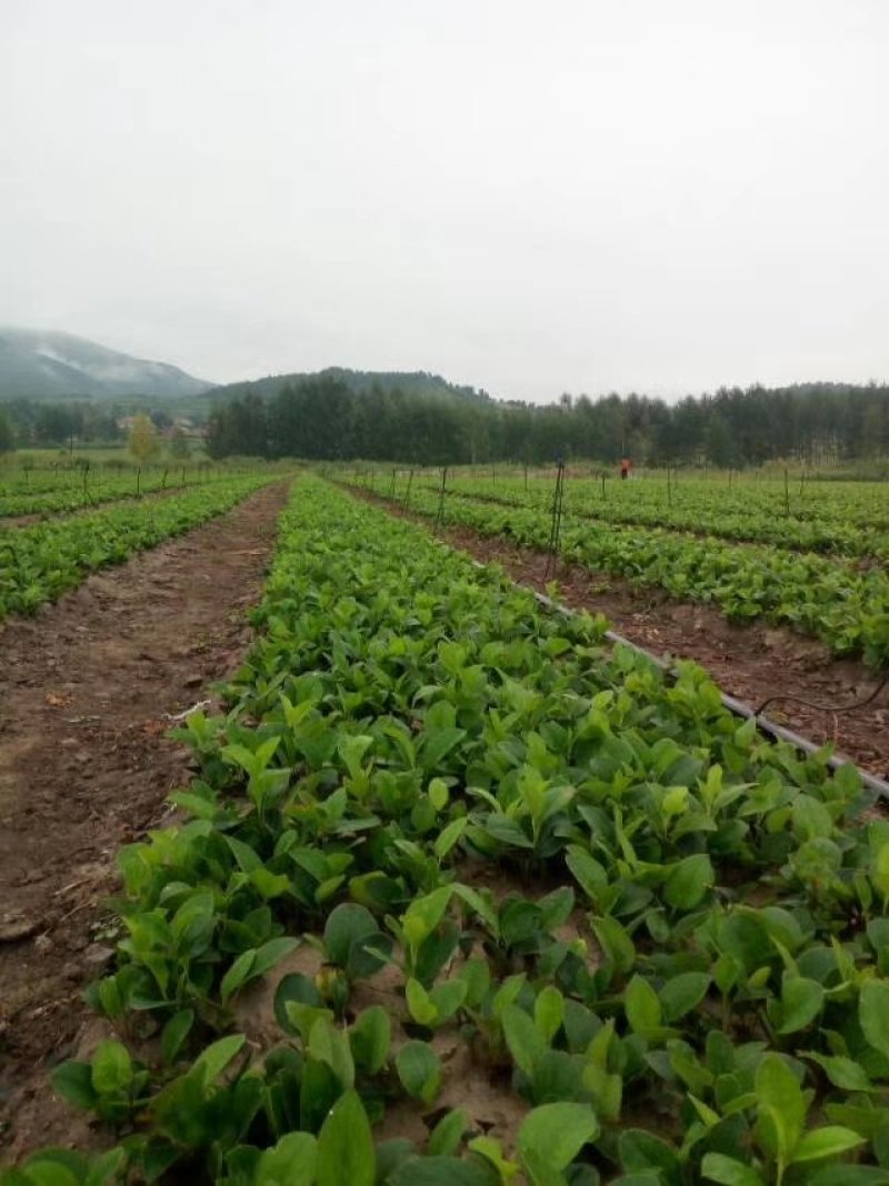 关苍术种苗药食同源白茬苍术种苗品种纯正