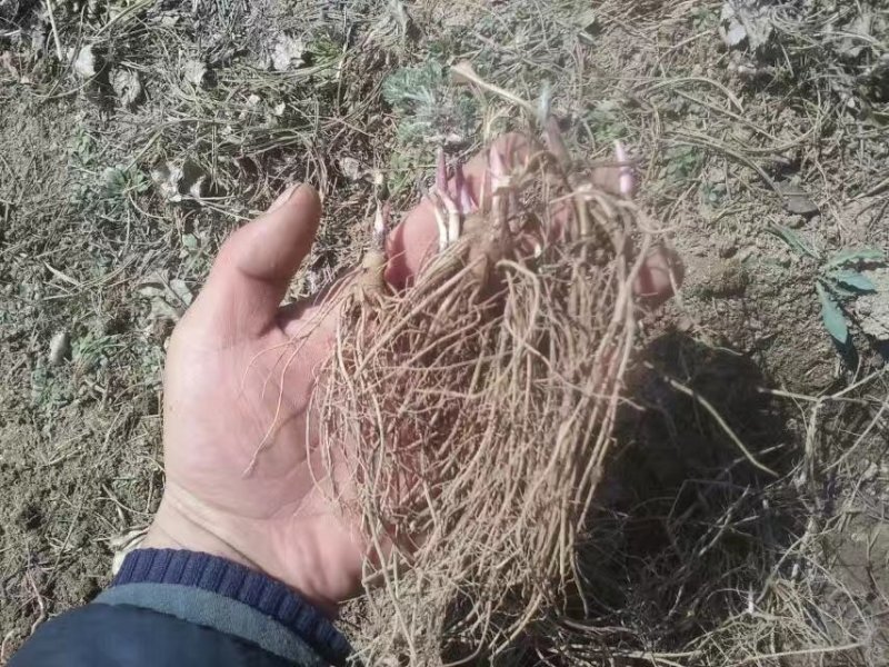 关苍术种苗药食同源白茬苍术种苗品种纯正