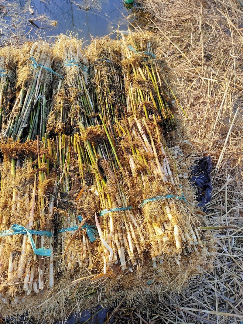 芦苇【承接绿化品质好货，产地批发