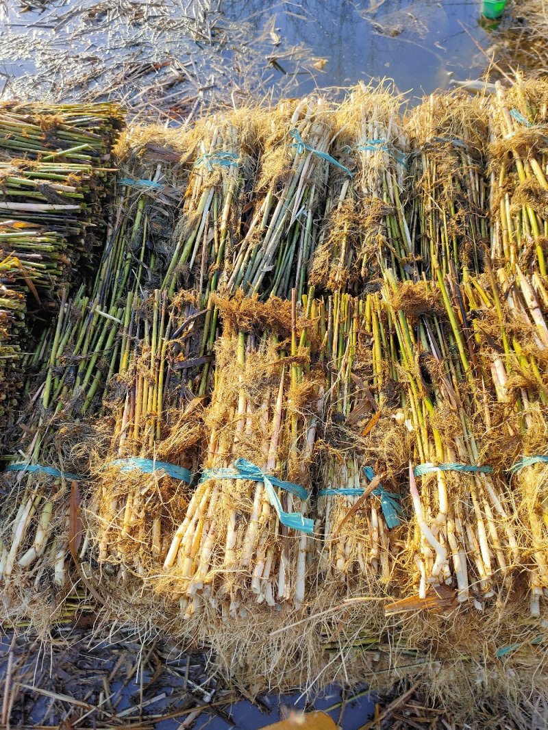 芦苇【承接绿化品质好货，产地批发