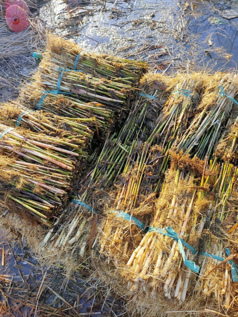 芦苇【承接绿化品质好货，产地批发