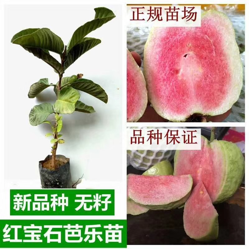 番石榴苗芭乐苗红宝石芭乐苗红心芭乐苗番石榴苗