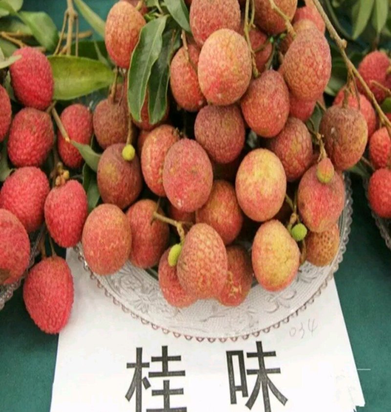 荔枝苗妃子笑荔枝苗无核荔枝苗桂味荔枝苗糯米糍荔枝苗鸡嘴荔