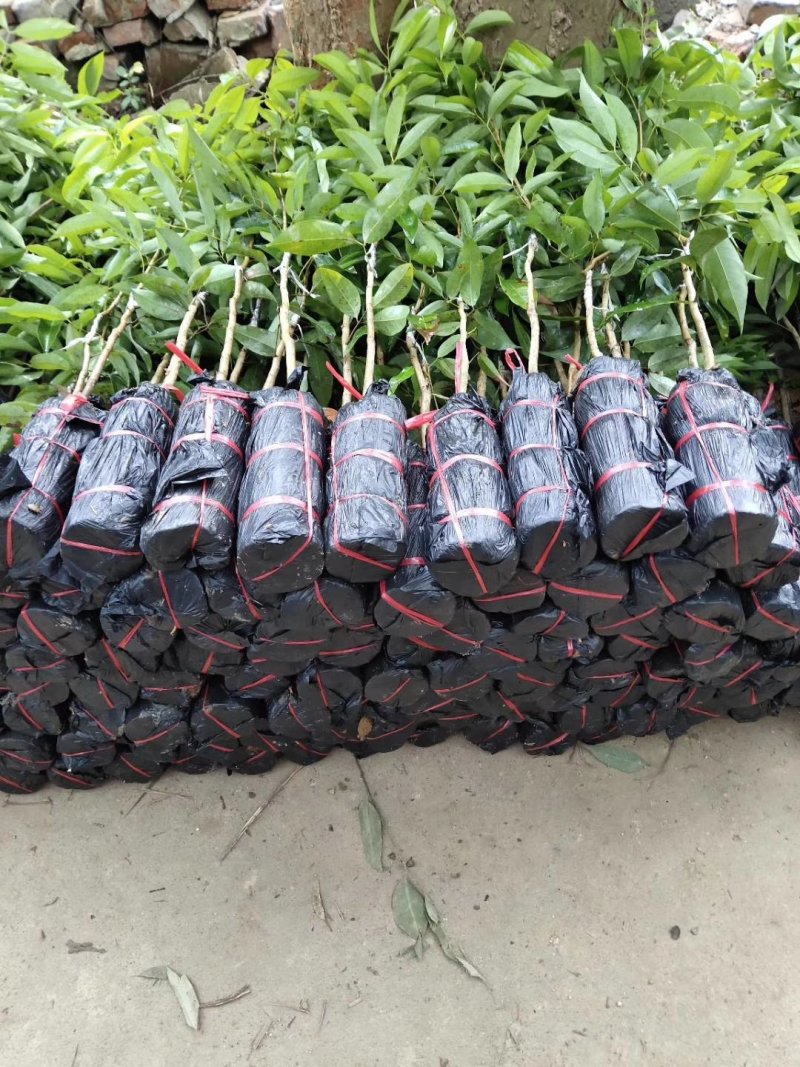 荔枝苗妃子笑荔枝苗无核荔枝苗桂味荔枝苗糯米糍荔枝苗鸡嘴荔