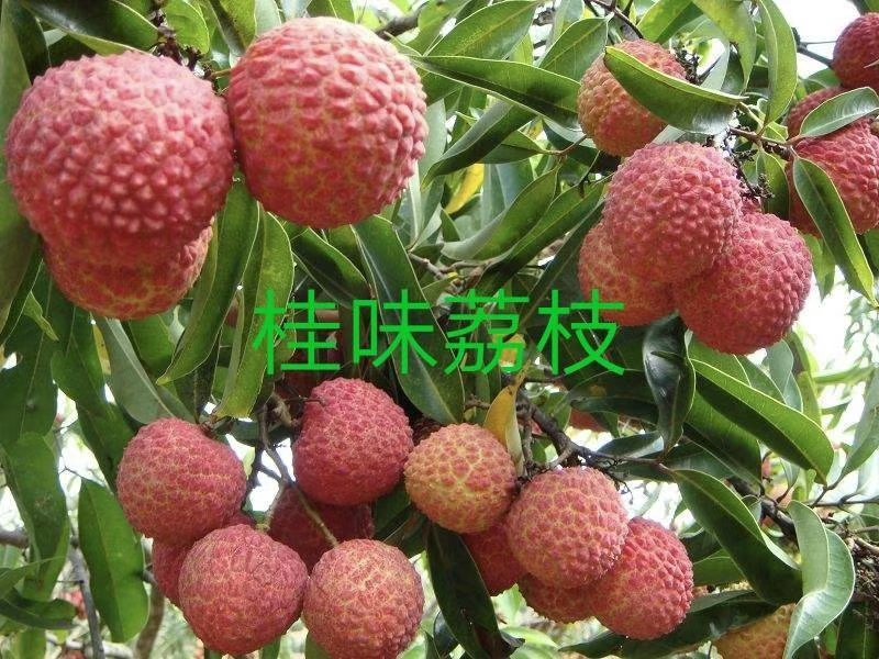 荔枝苗妃子笑荔枝苗无核荔枝苗桂味荔枝苗糯米糍荔枝苗鸡嘴荔