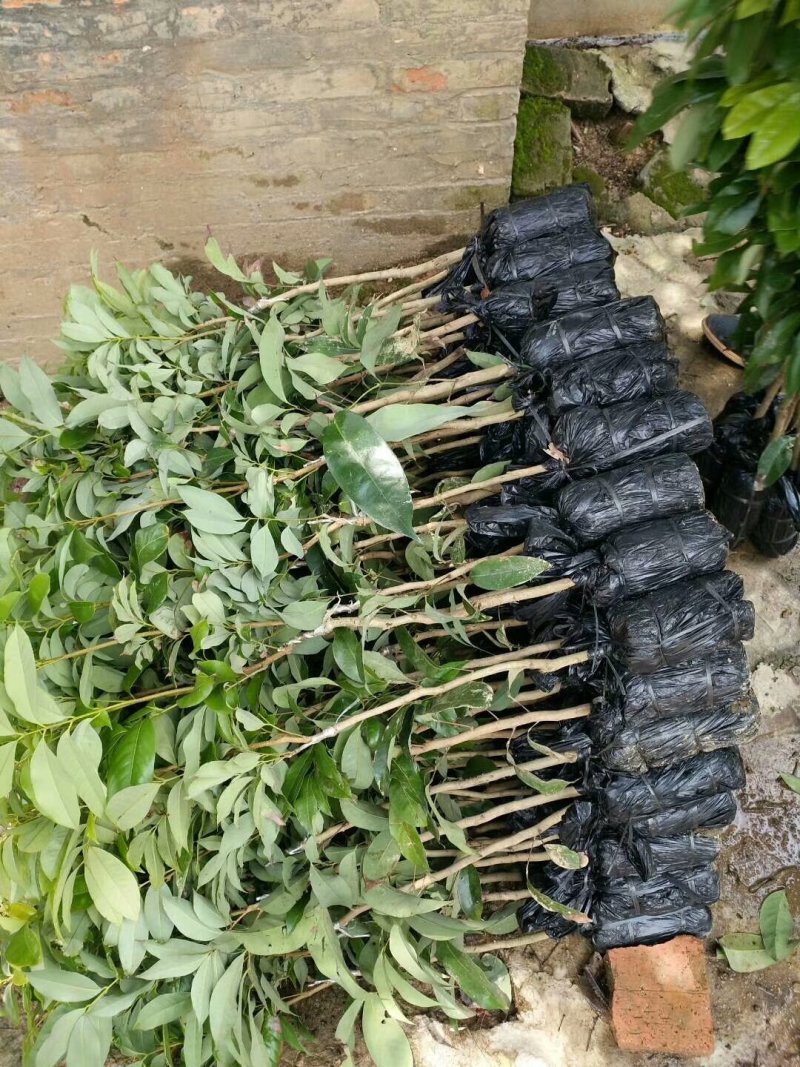 荔枝苗妃子笑荔枝苗无核荔枝苗桂味荔枝苗糯米糍荔枝苗鸡嘴荔