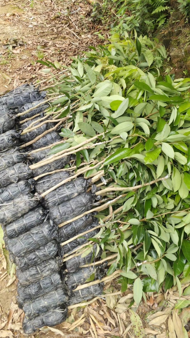 荔枝苗妃子笑荔枝苗无核荔枝苗桂味荔枝苗糯米糍荔枝苗鸡嘴荔