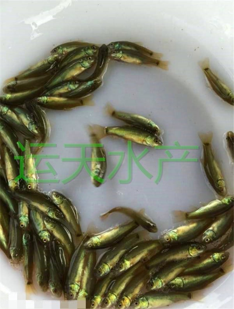 优质丁桂鱼苗，成活率高，名优鱼，品种好，量大从优