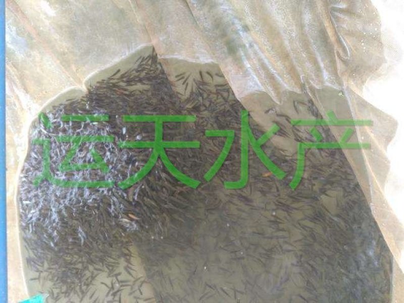 优质丁桂鱼苗，成活率高，名优鱼，品种好，量大从优