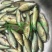 优质丁桂鱼苗，成活率高，名优鱼，品种好，量大从优