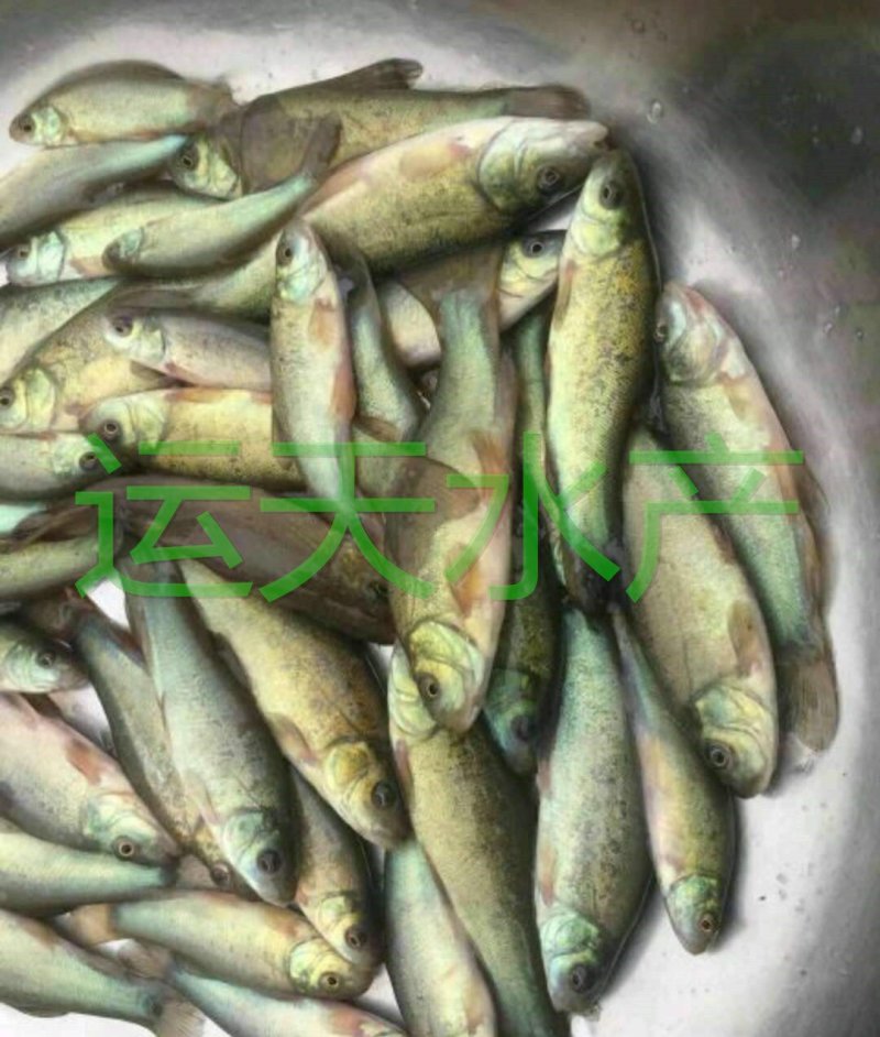 优质丁桂鱼苗，成活率高，名优鱼，品种好，量大从优