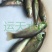 优质丁桂鱼苗，成活率高，名优鱼，品种好，量大从优