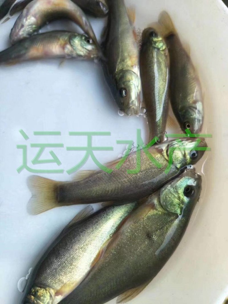 优质丁桂鱼苗，成活率高，名优鱼，品种好，量大从优