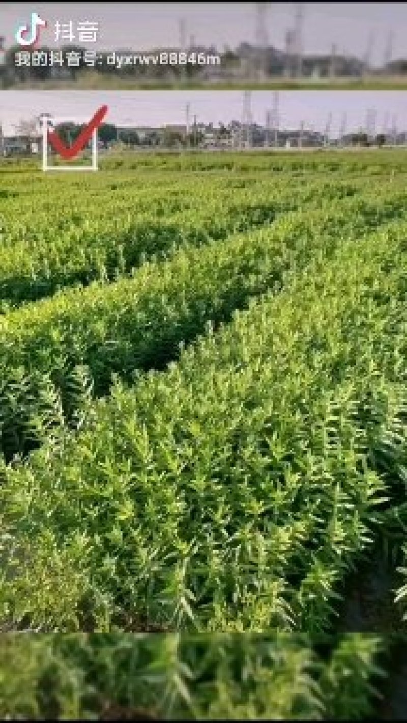 紫叶狼尾草绿化工程袋苗基地直供袋苗