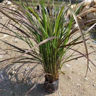 紫叶狼尾草绿化工程袋苗基地直供袋苗