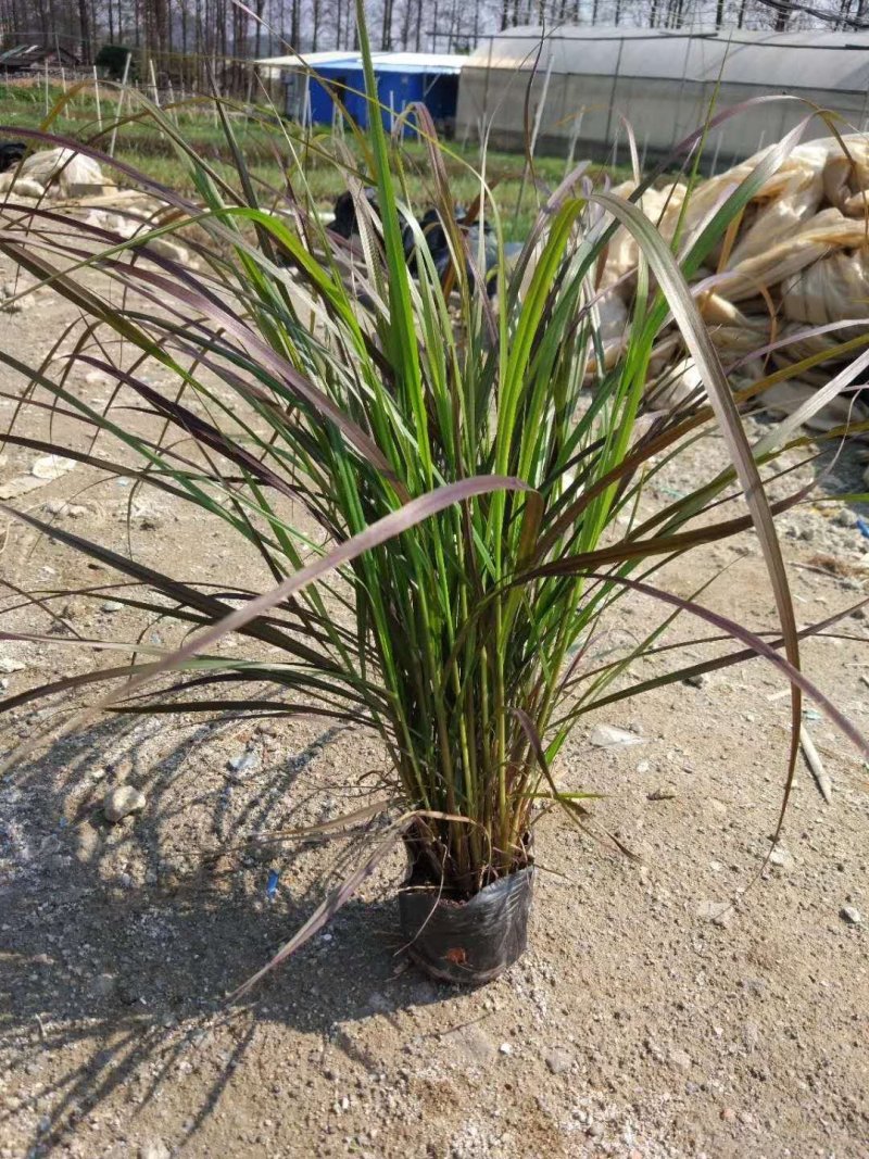 紫叶狼尾草绿化工程袋苗基地直供袋苗