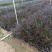 紫叶狼尾草绿化工程袋苗基地直供袋苗