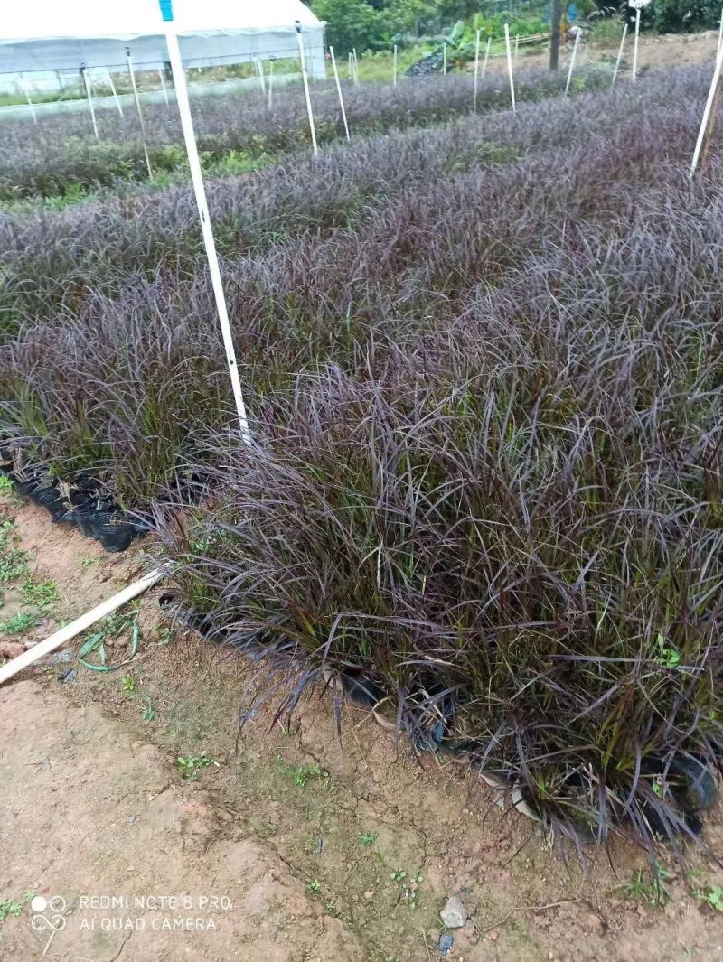 紫叶狼尾草绿化工程袋苗基地直供袋苗