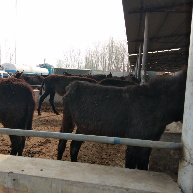 肉驴开始销售了保证质量免费运输量大优惠欢迎选购