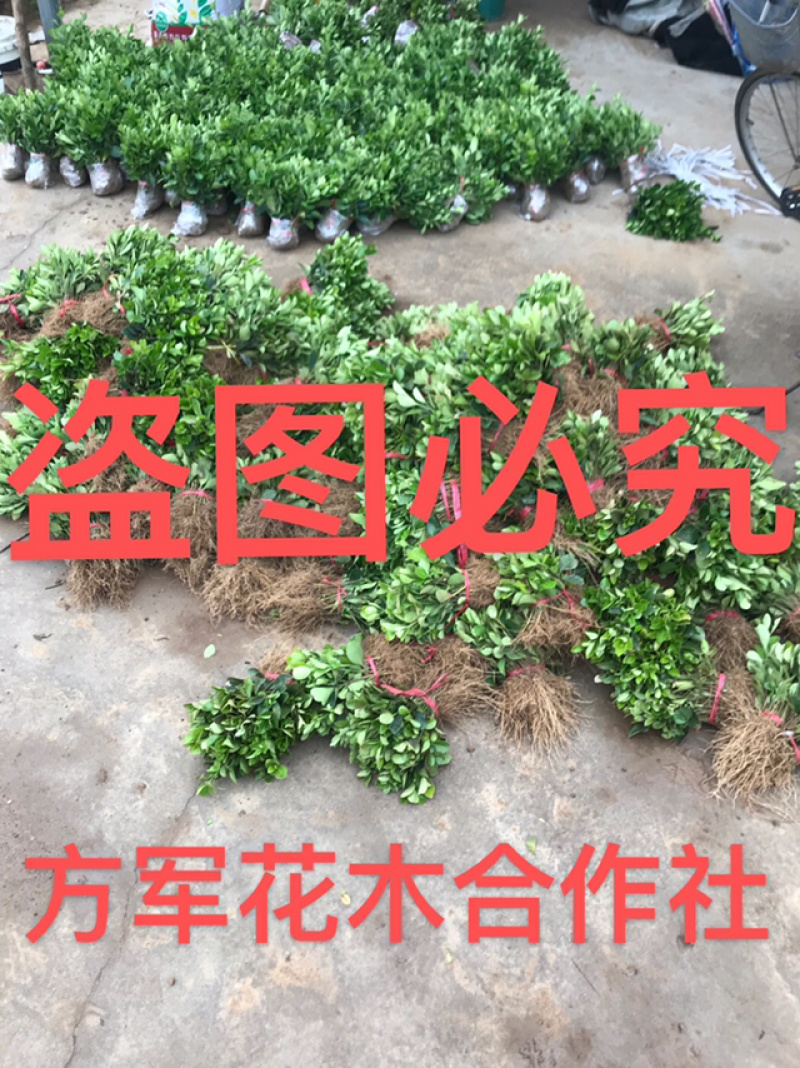 冬青免费包邮规格齐全保湿发货专业包装