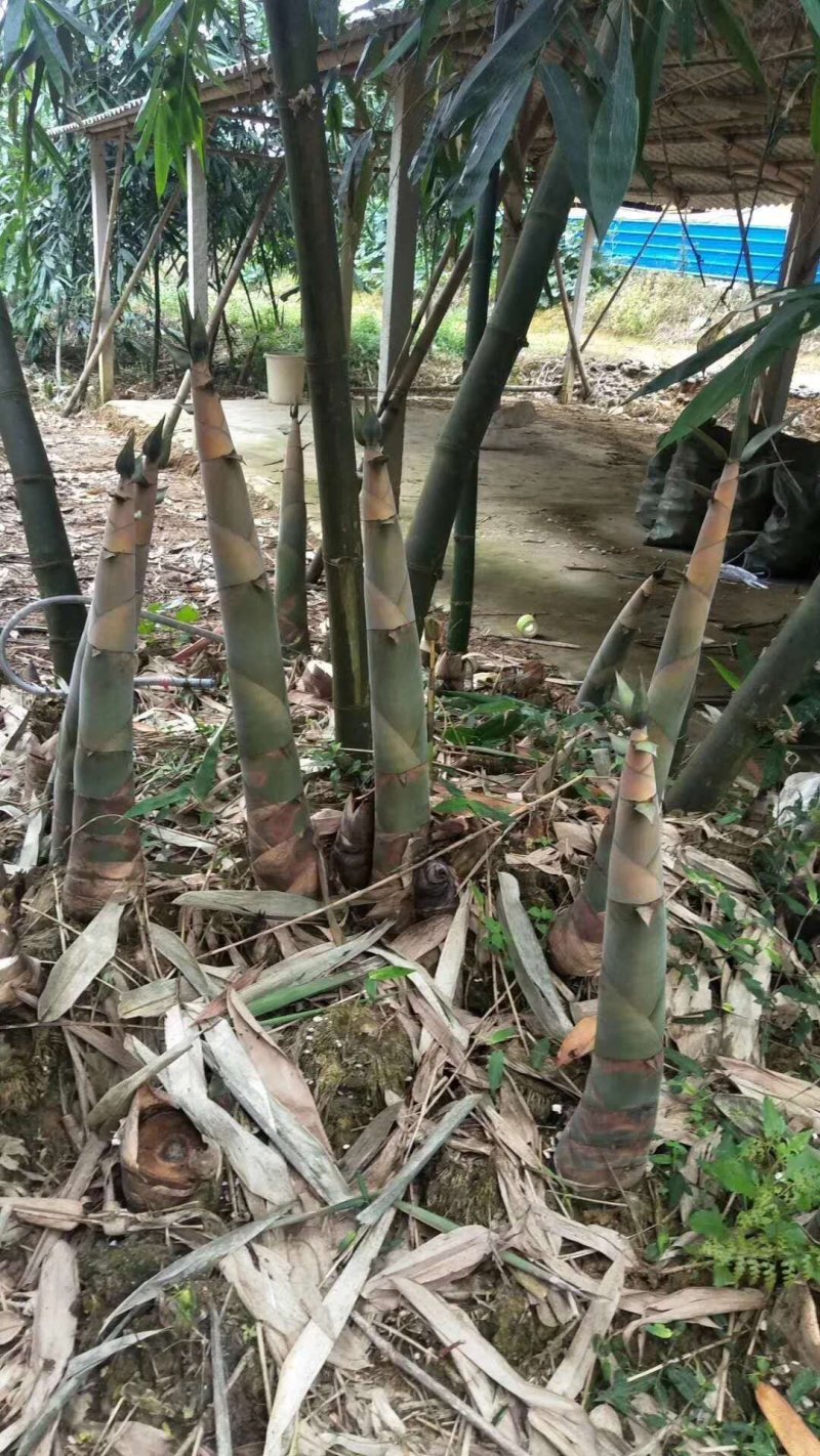 麻竹苗英德产地麻竹笋苗甜竹苗竹丫苗竹头苗竹秧苗