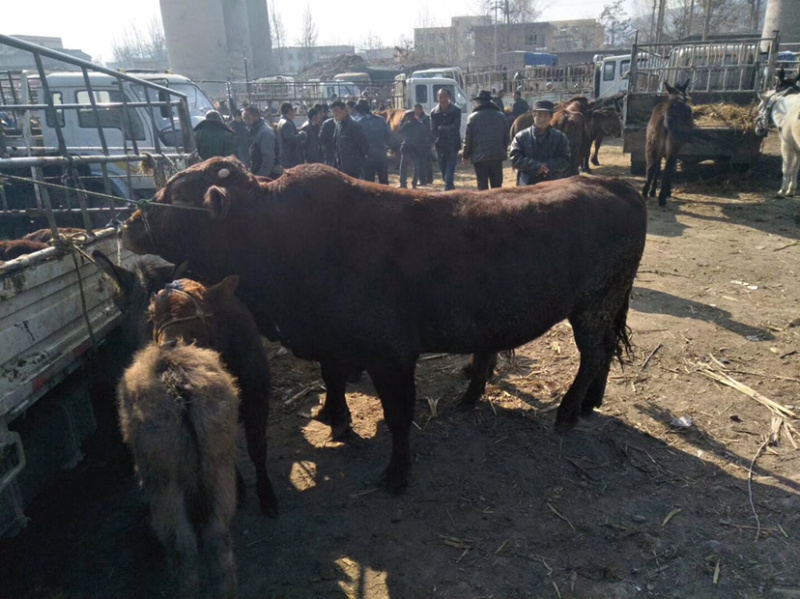 甘肃肉牛