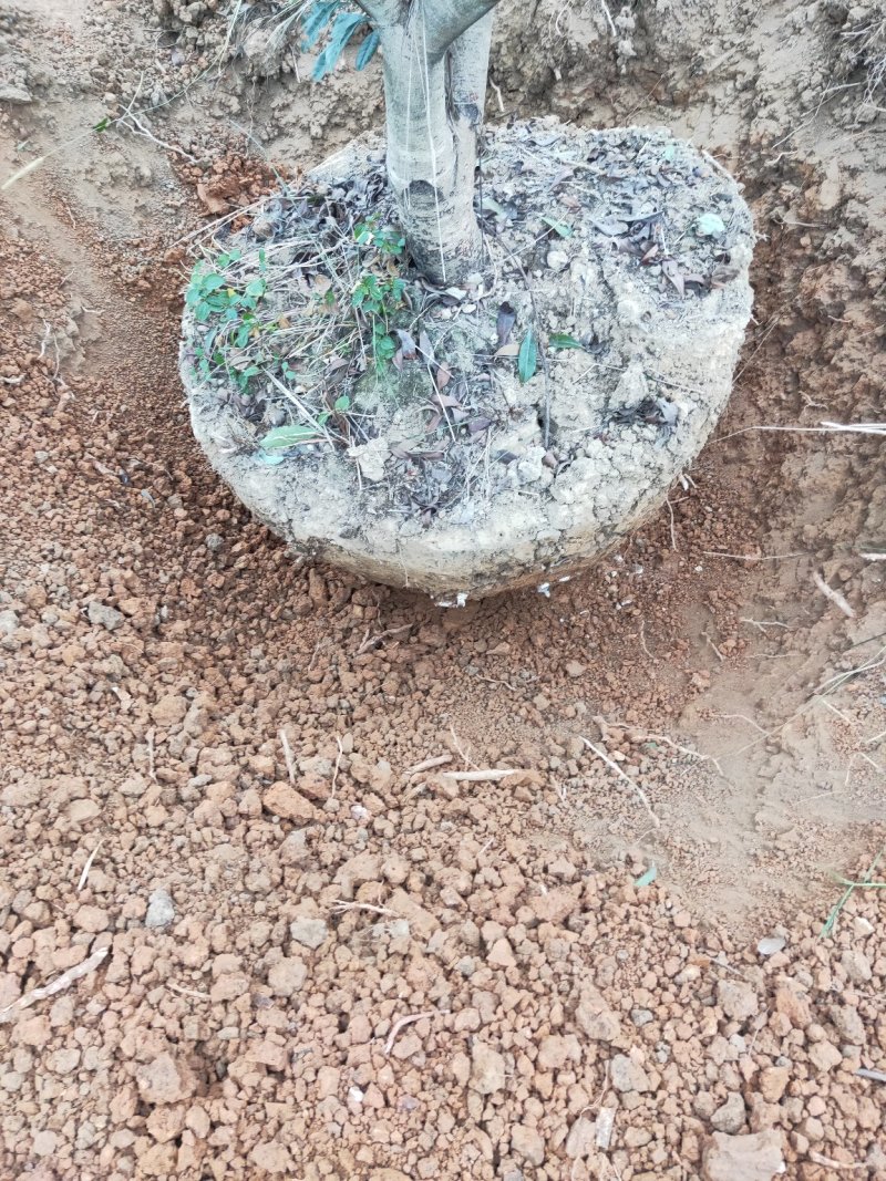精品乌梅，精品东魁丛生杨断根梅树杨梅苗出售