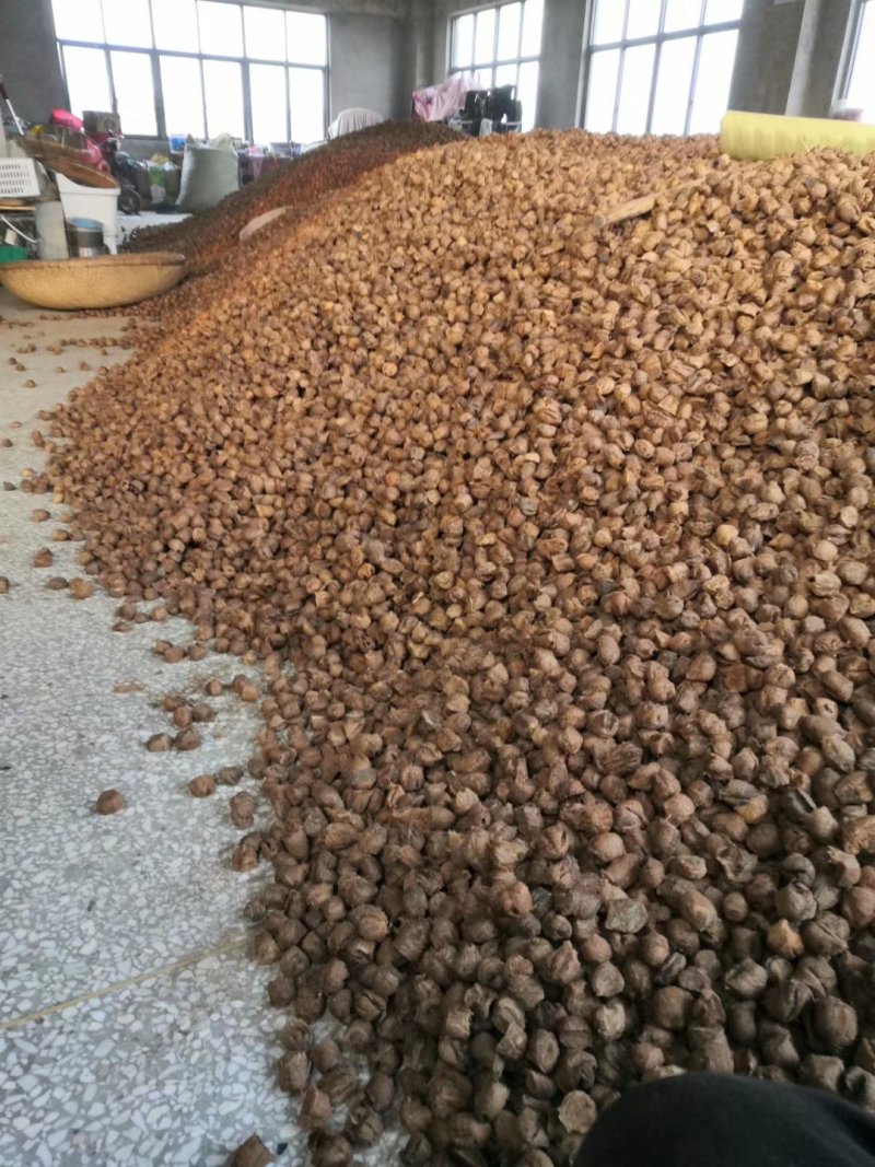 桑螵蛸熟大绵生大绵纯干货