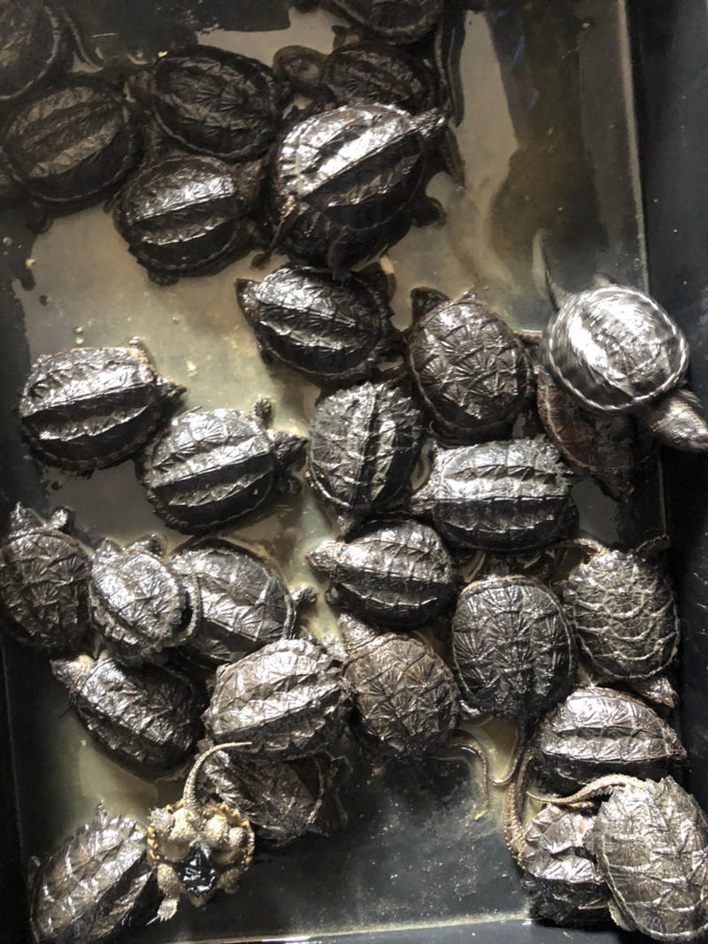 外塘冷水鳄龟1-2两适合人工养殖大量有货。批发零售