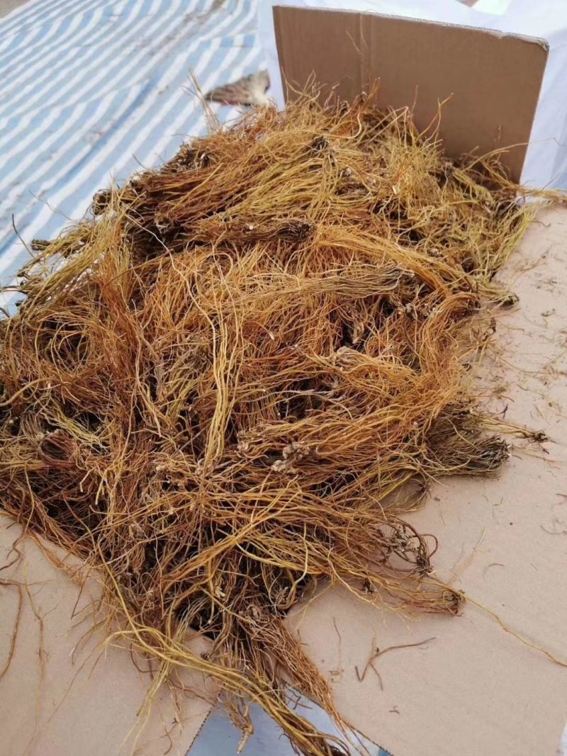 龙胆草产地直销大货龙胆草规格齐全长期药厂供货