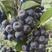 黑果花楸（不老莓）种苗扦插苗，规格全，保纯，量大优惠