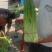 精品白帽蒜薹，大量供应，干苔长60～80，代发全国。