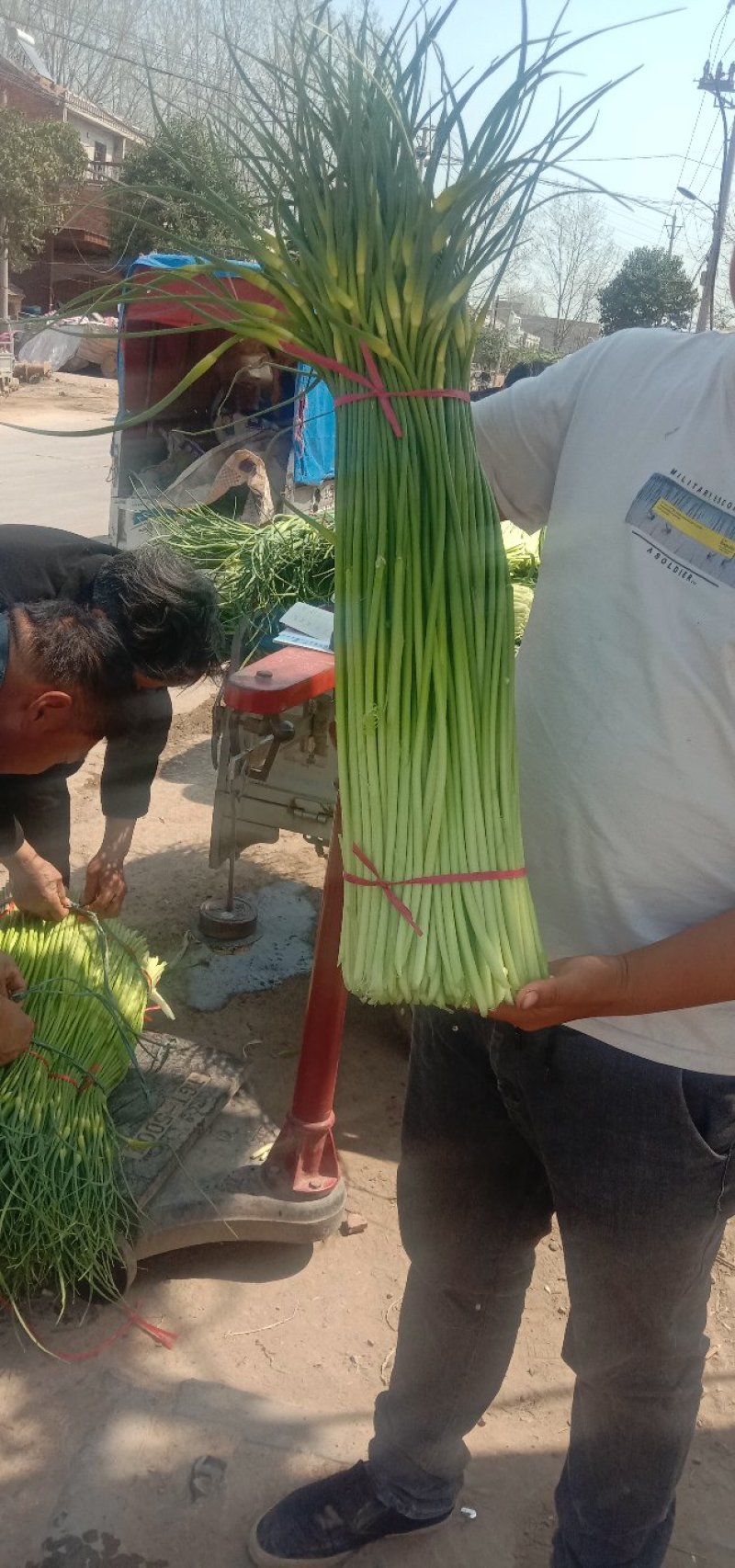 精品白帽蒜薹，大量供应，干苔长60～80，代发全国。