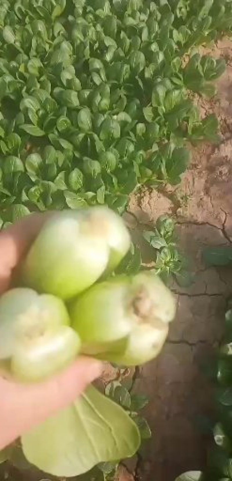 小油菜上海青小青菜商超食品厂